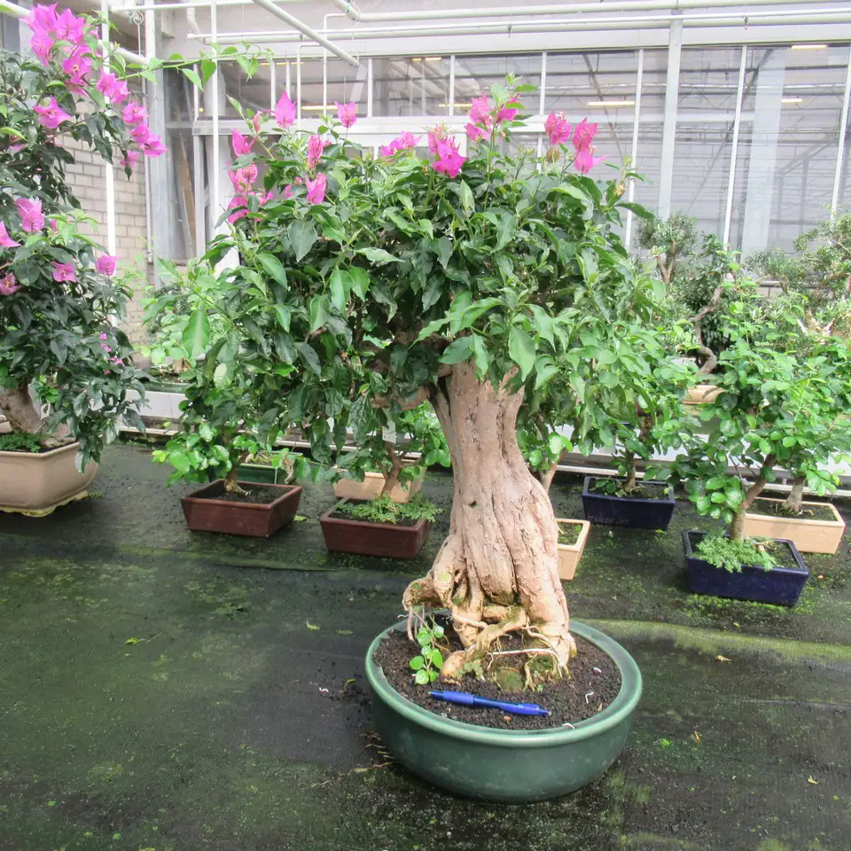 Бугаенвилеа бонзай D40 H80