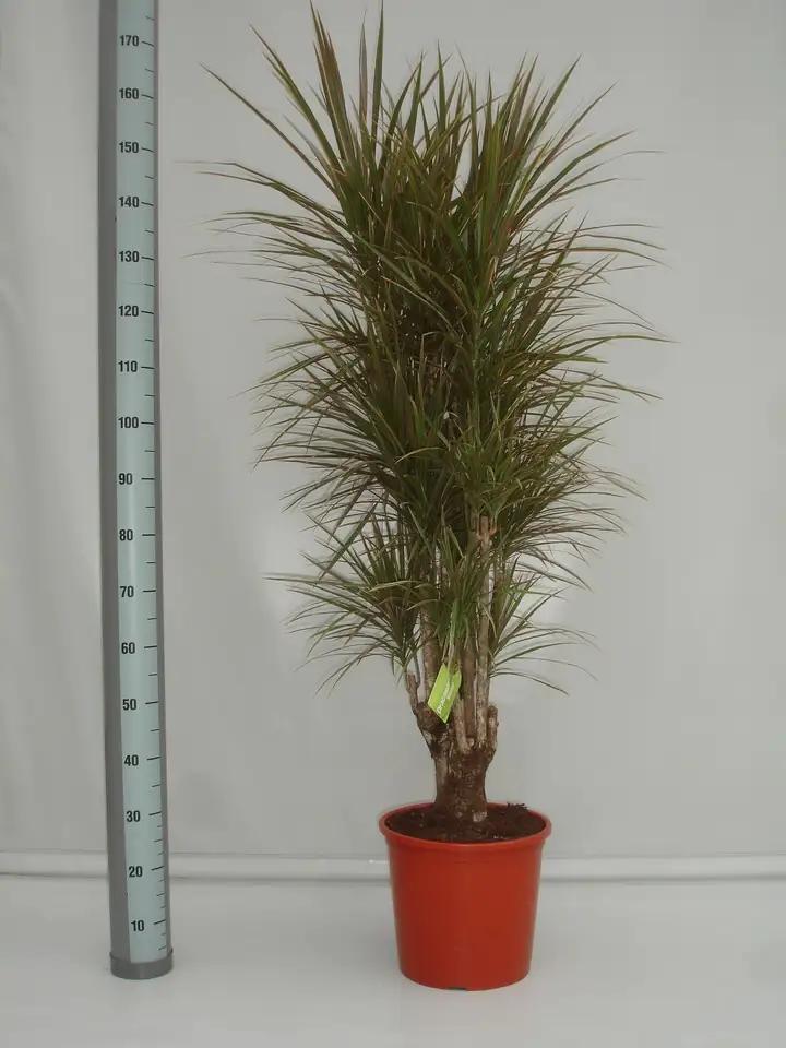 Драцена D32 H150 - Dracaena marginata Bicolor