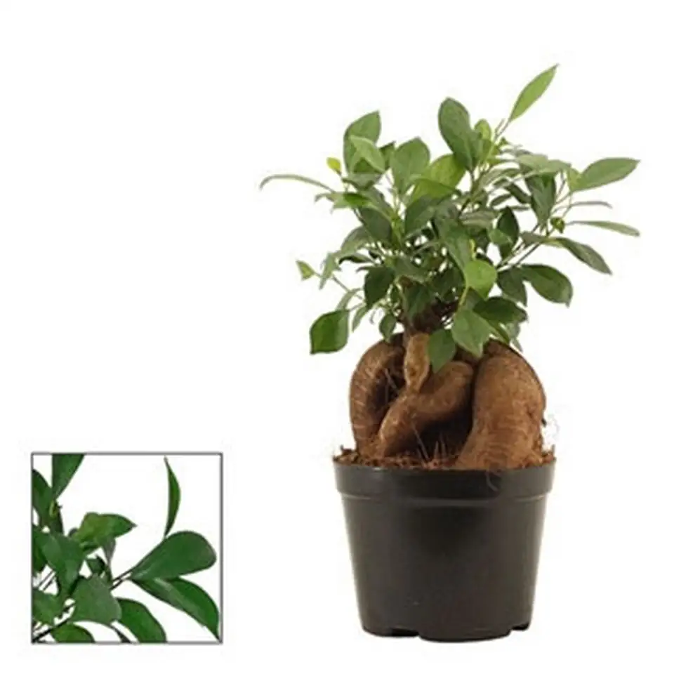 Фикус D12 H30 - Ficus Ginseng Retusa