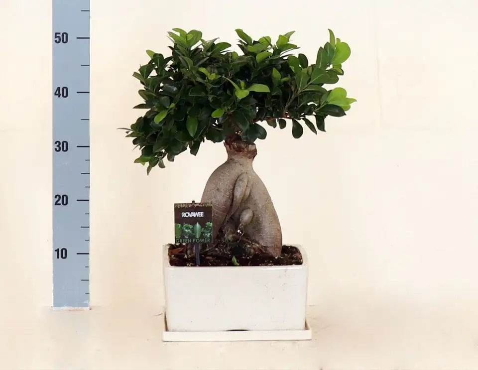 Фикус D35 H45 - Ficus Microcarpa Ginseng