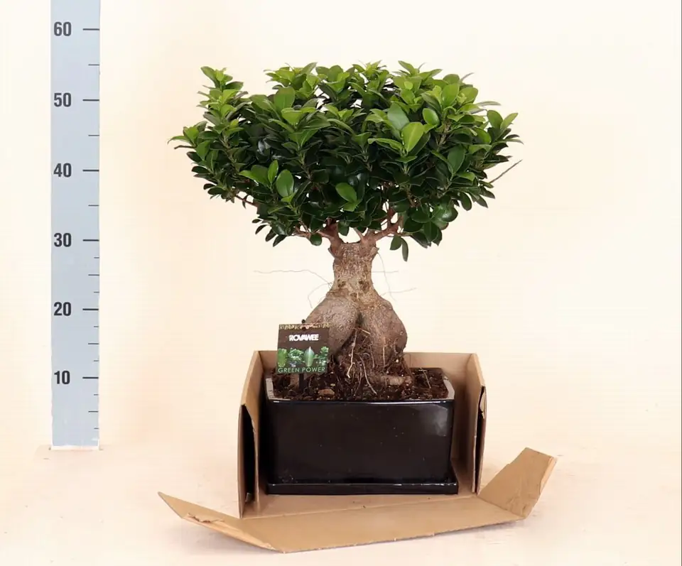 Фикус D50 H80 - Ficus Microcarpa Ginseng