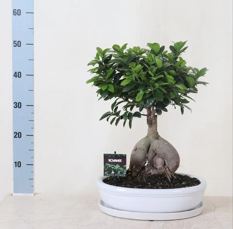 Фикус D35 H70 - Ficus Microcarpa Ginseng