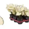 Аглонема D12 H25 - Aglaonema White Joy - Image 2