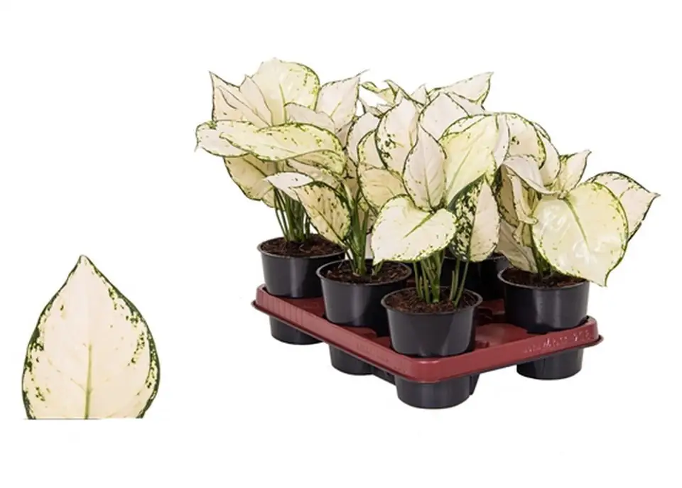 Аглонема D12 H25 - Aglaonema White Joy - Image 2