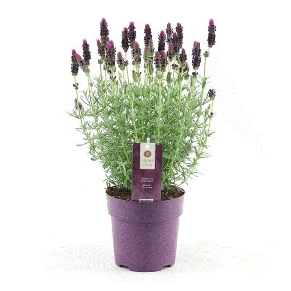 Лавандула D12 H55 - Lavandula stoechas Anouk