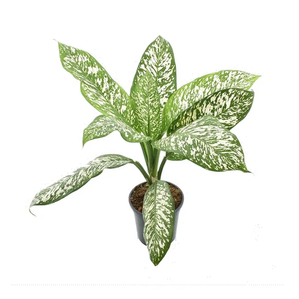 Дифенбахиа Ф24 Н75 - Dieffenbachia White Etna