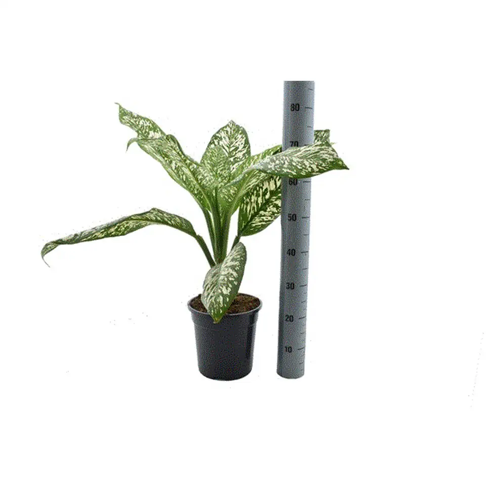 Дифенбахиа Ф24 Н75 - Dieffenbachia White Etna - Image 2