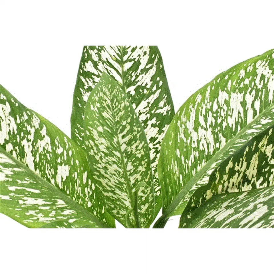 Дифенбахиа Ф24 Н75 - Dieffenbachia White Etna - Image 3