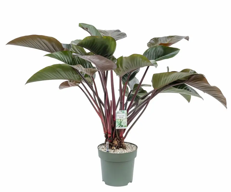 Филодендрон D32 H110