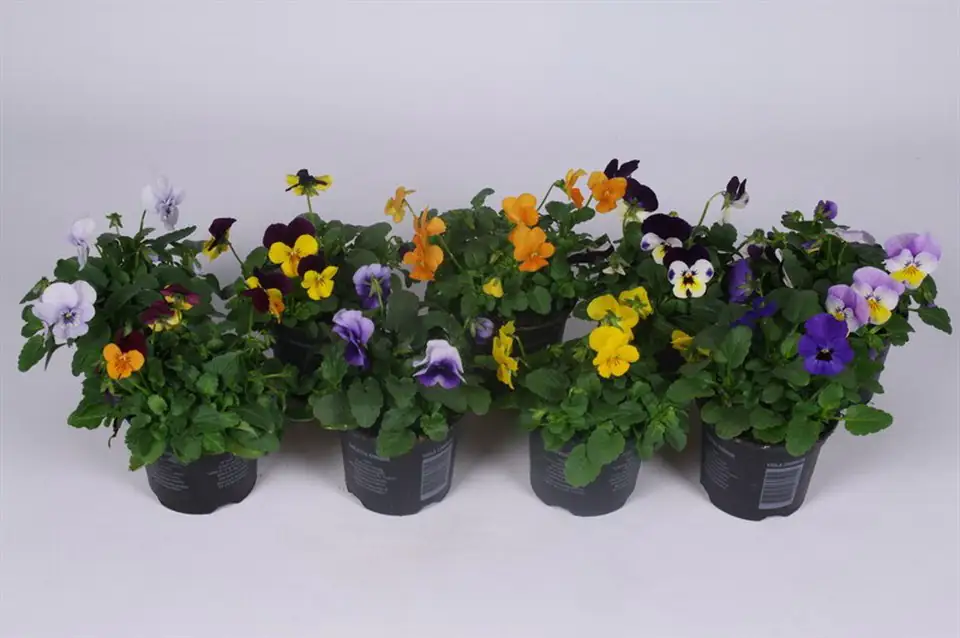 Теменуга D9 H15 - Viola Cornuta mixed
