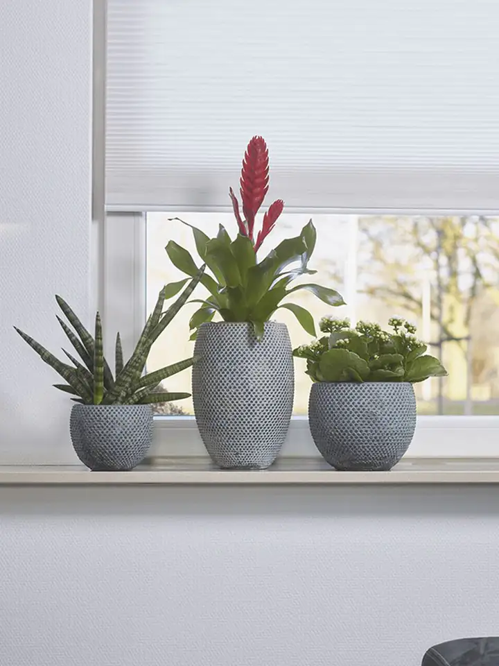 Fay Blue gold 20х29 Н36 - Image 2