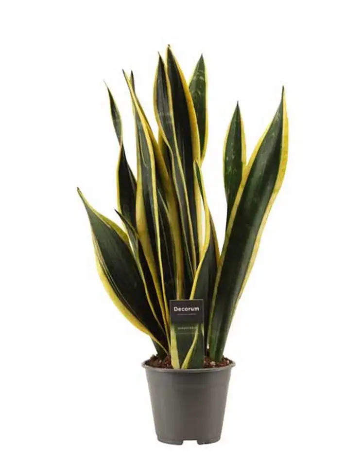 Сансевиера D24 H130 - Sansevieria Black Gold