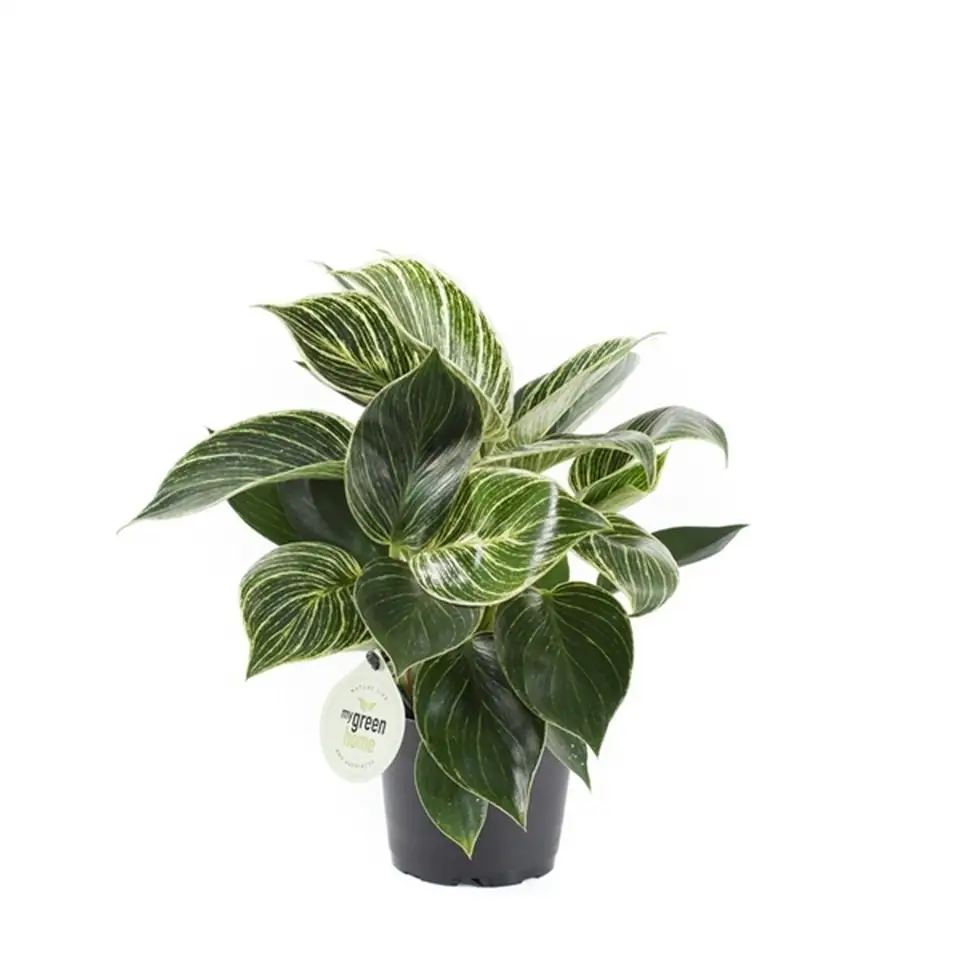 Филодендрон D12 H30 - Philodendron White Princess
