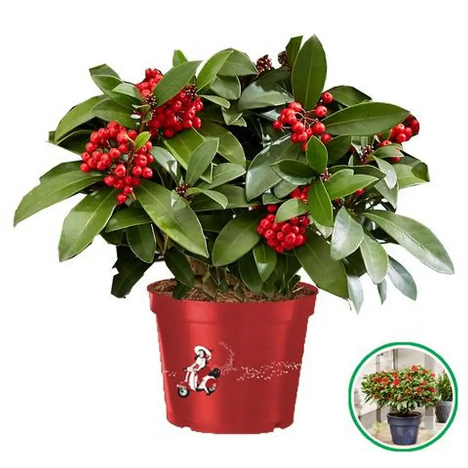 Скимиа D15 H30 - Skimmia jap Mamma Mia