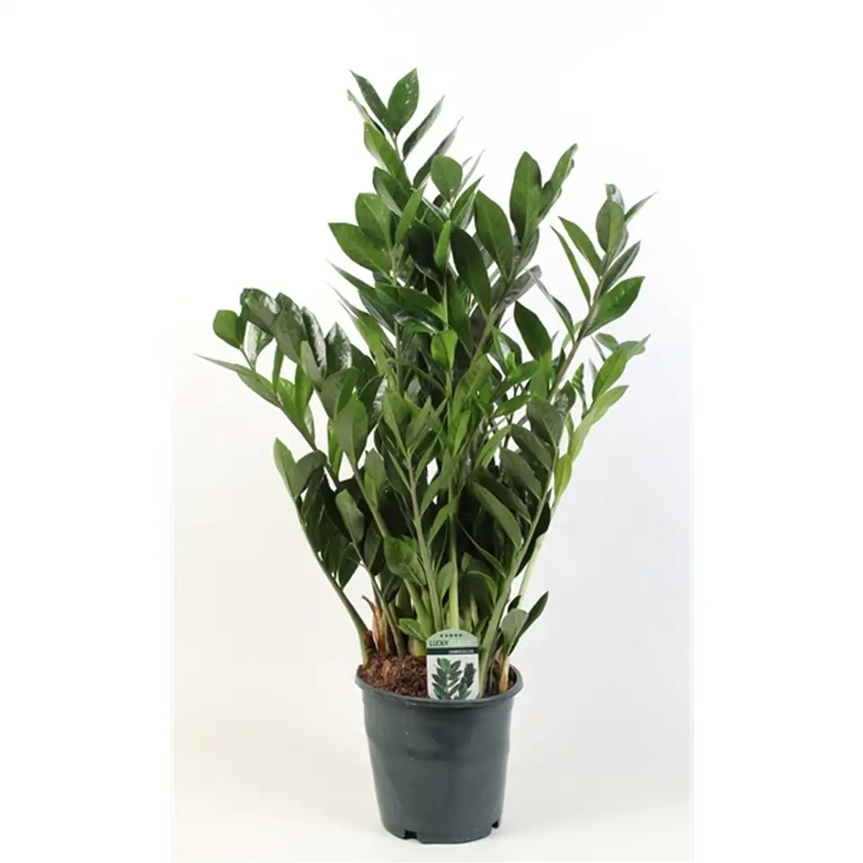 Замиокулкас D21 H95 - Zamioculcas Zamiifolia