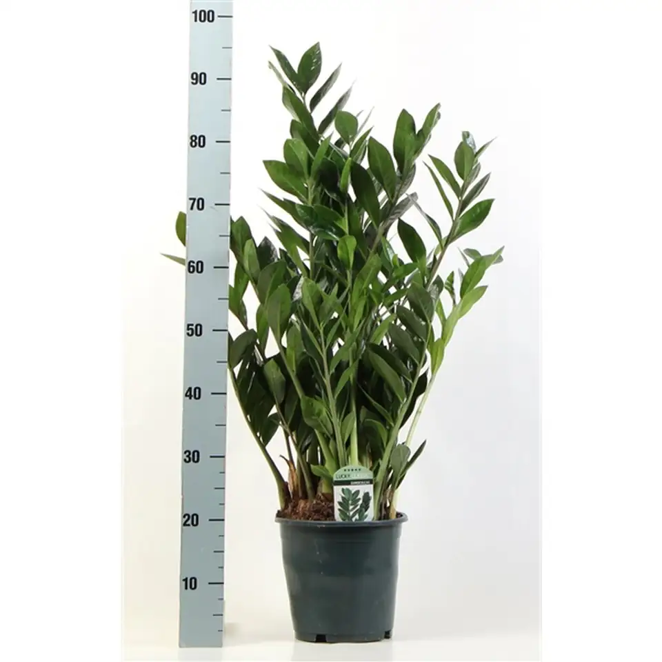 Замиокулкас D21 H95 - Zamioculcas Zamiifolia - Image 2