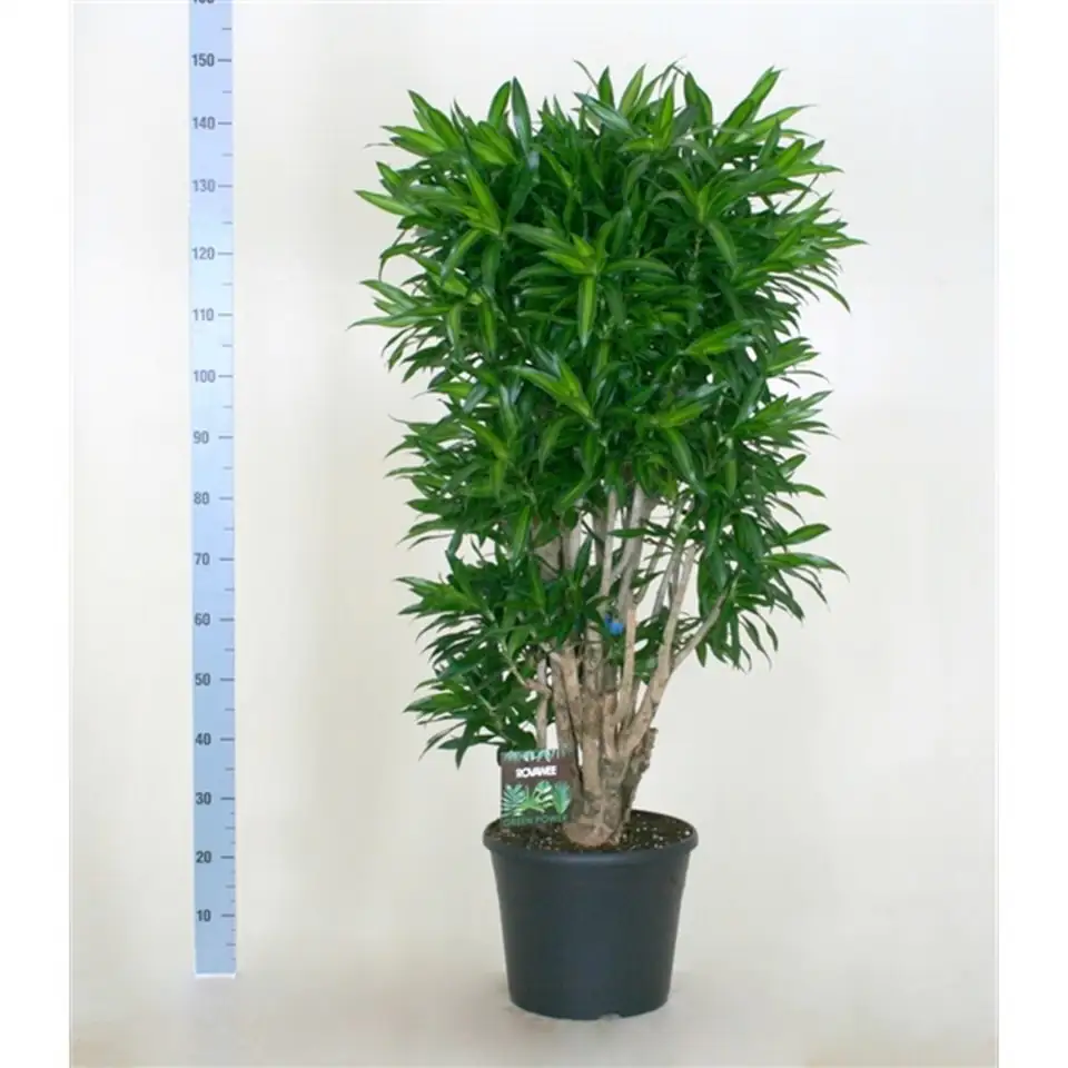 Драцена D40 H140 - Dracaena Song of Jamaica