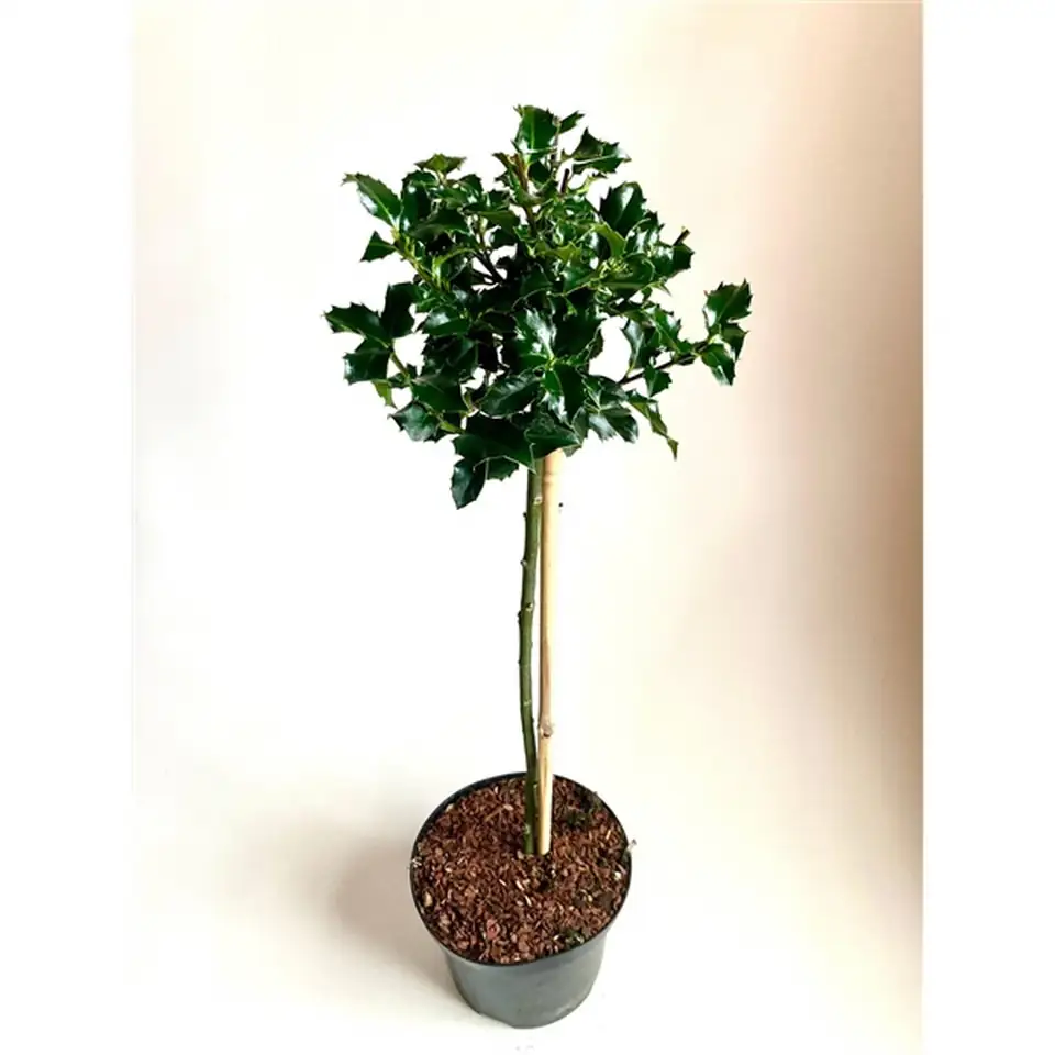 Илекс на ствол D17 H80 - Ilex aquifolium Lucifer