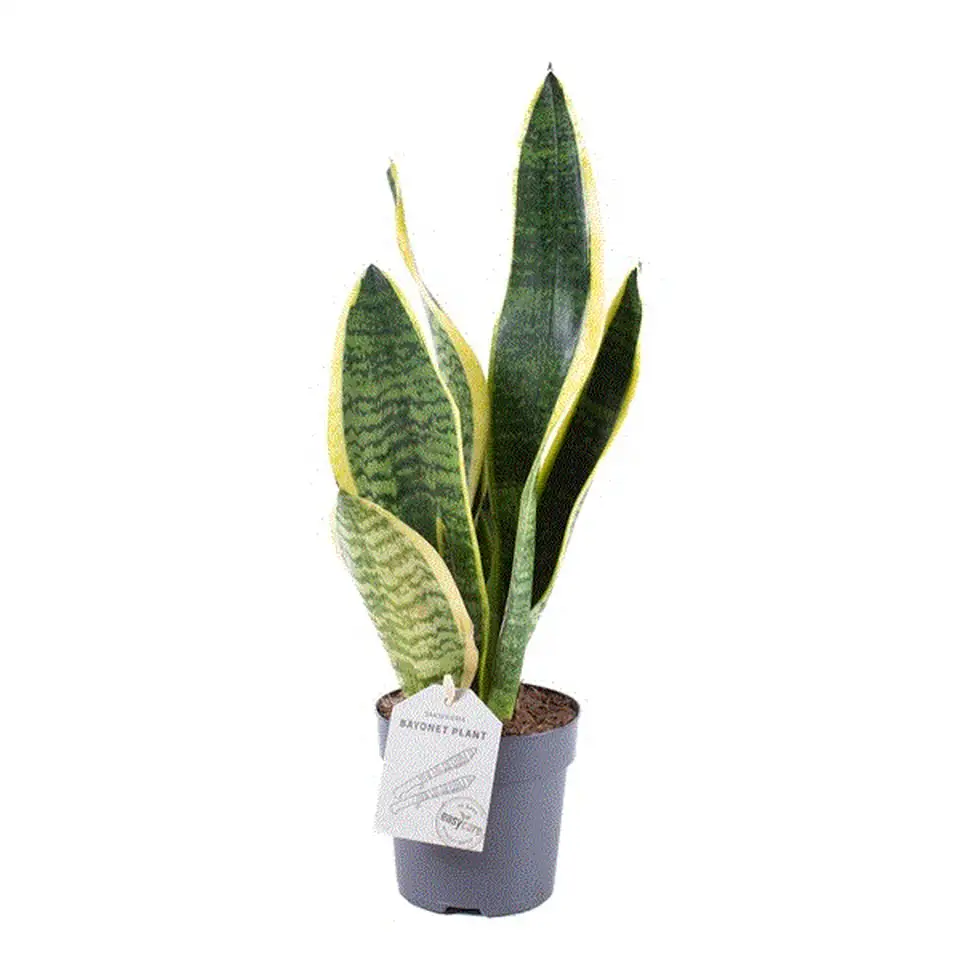Сансевиера D12 H35 - Sansevieria Superba