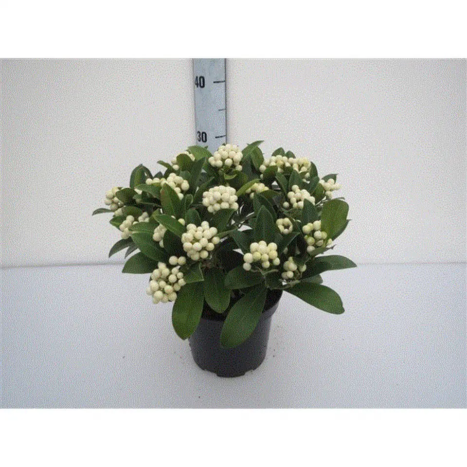 Скимиа D17 H35 - Skimmia jap O`Berries White