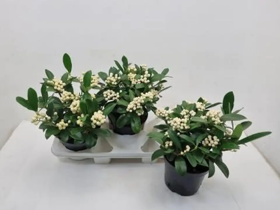 Скимиа D17 H35 - Skimmia jap O`Berries White - Image 2