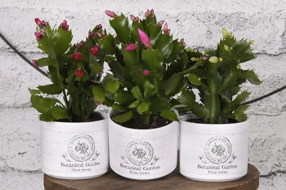 Шлумбергиа D9 H15 - Schlumbergera mix