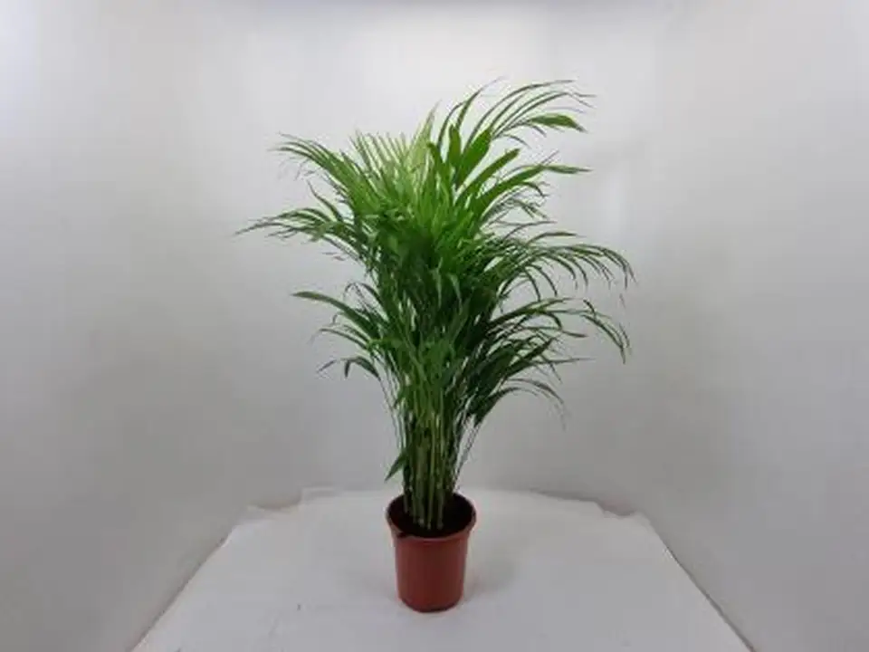 Арека D19 H85 - Dypsis Lutescens