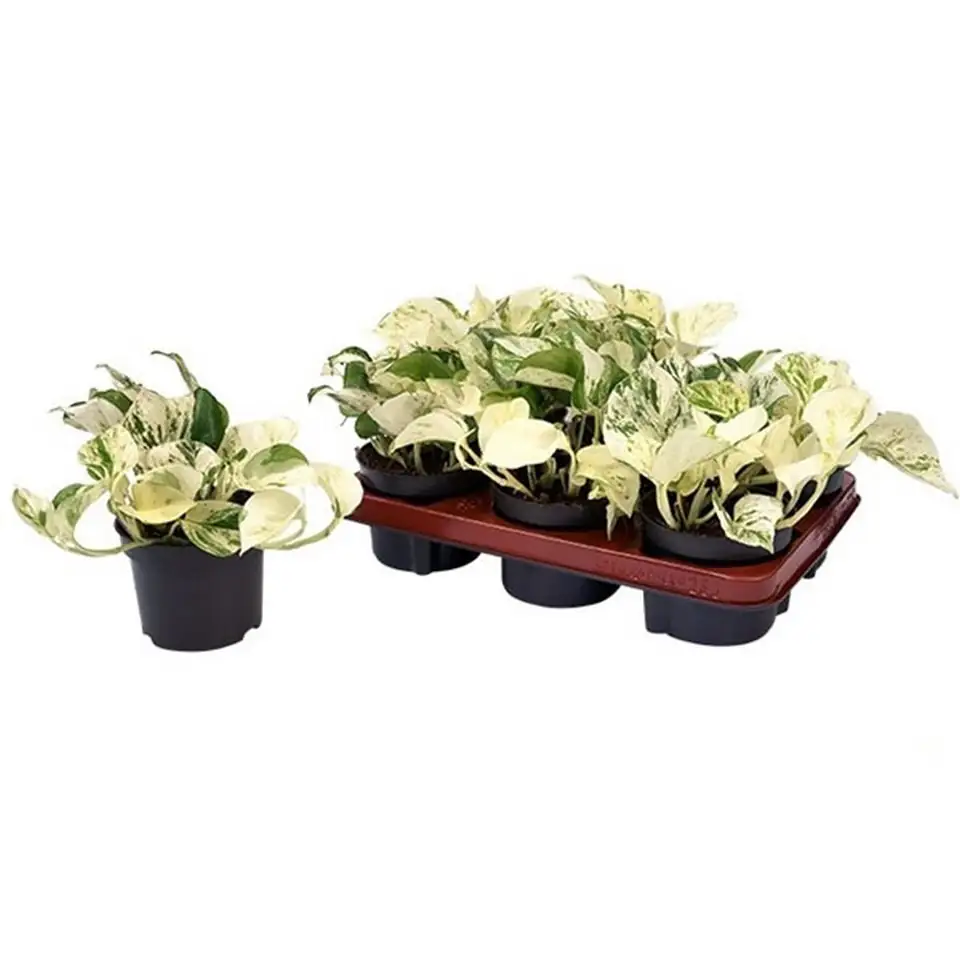 Епипремнум D12 H25 - Epipremnum Happy Leaf