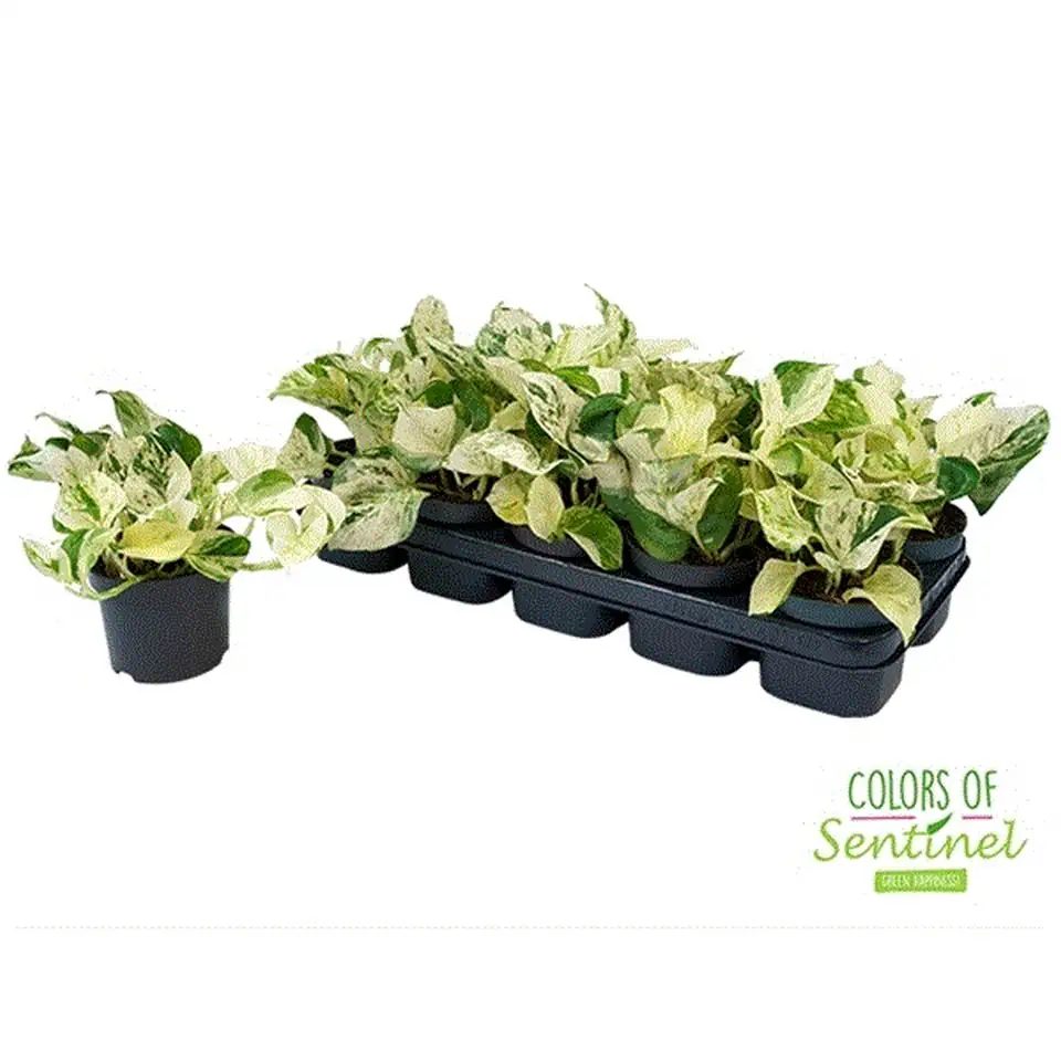 Епипремнум D12 H25 - Epipremnum Happy Leaf - Image 2