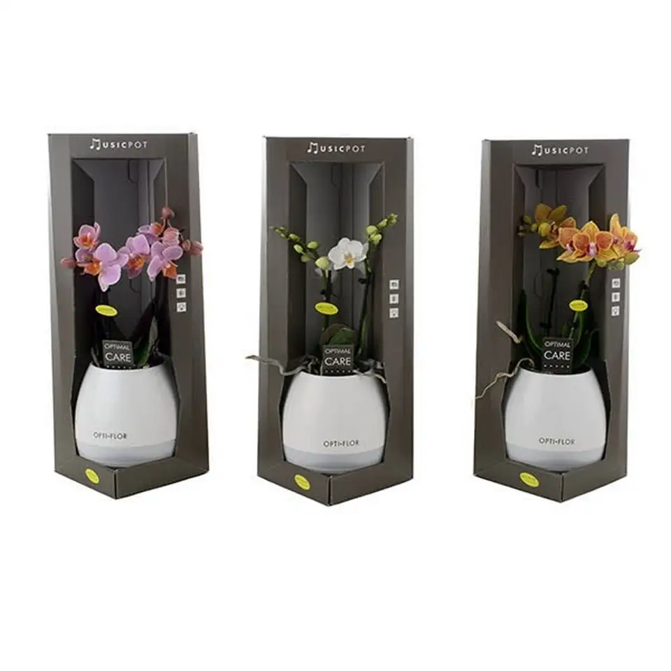 Орхидея в музикална кашпа D7 H35 - Phalaenopsis MF Music Pot