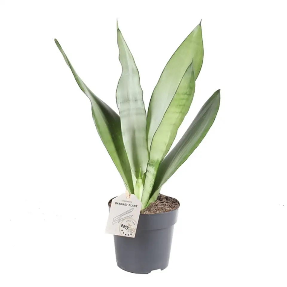 Сансевиера D12 H45 - Sansevieria luxe mix