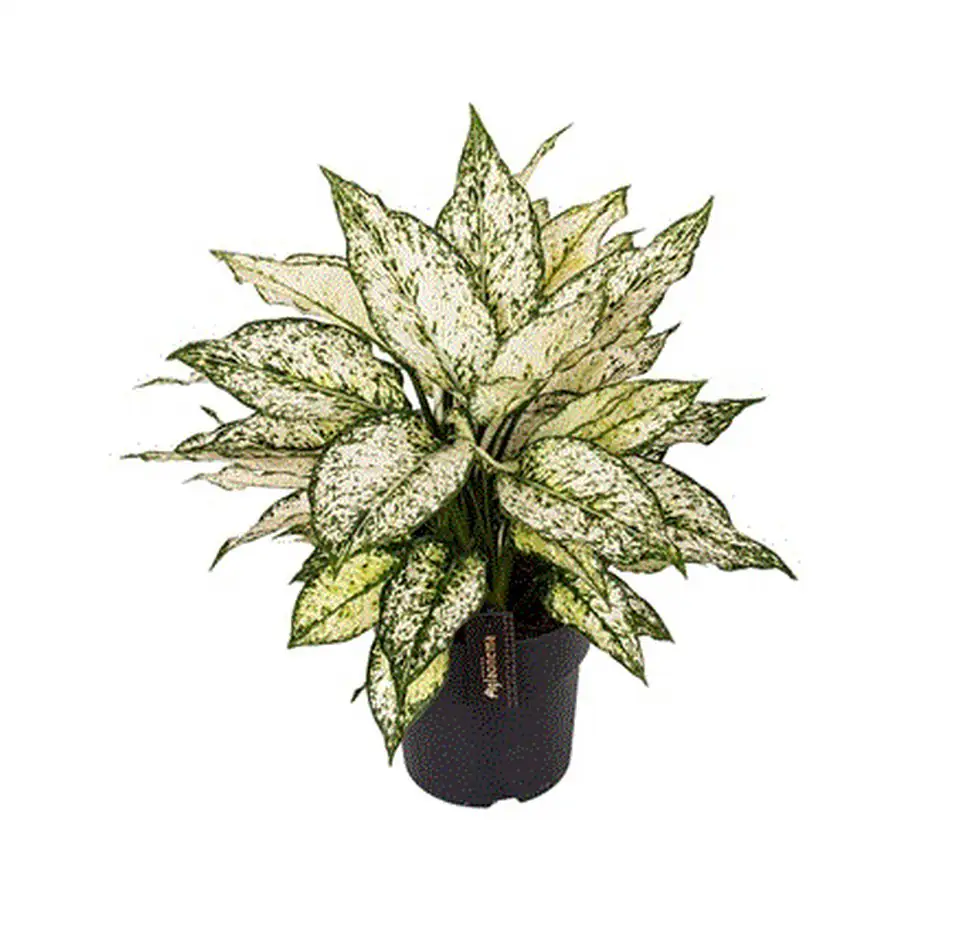 Аглонема D19 H40 - Aglaonema White Kiwi