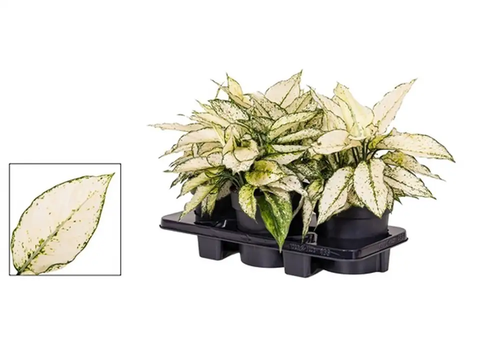 Аглонема D19 H40 - Aglaonema White Kiwi - Image 2
