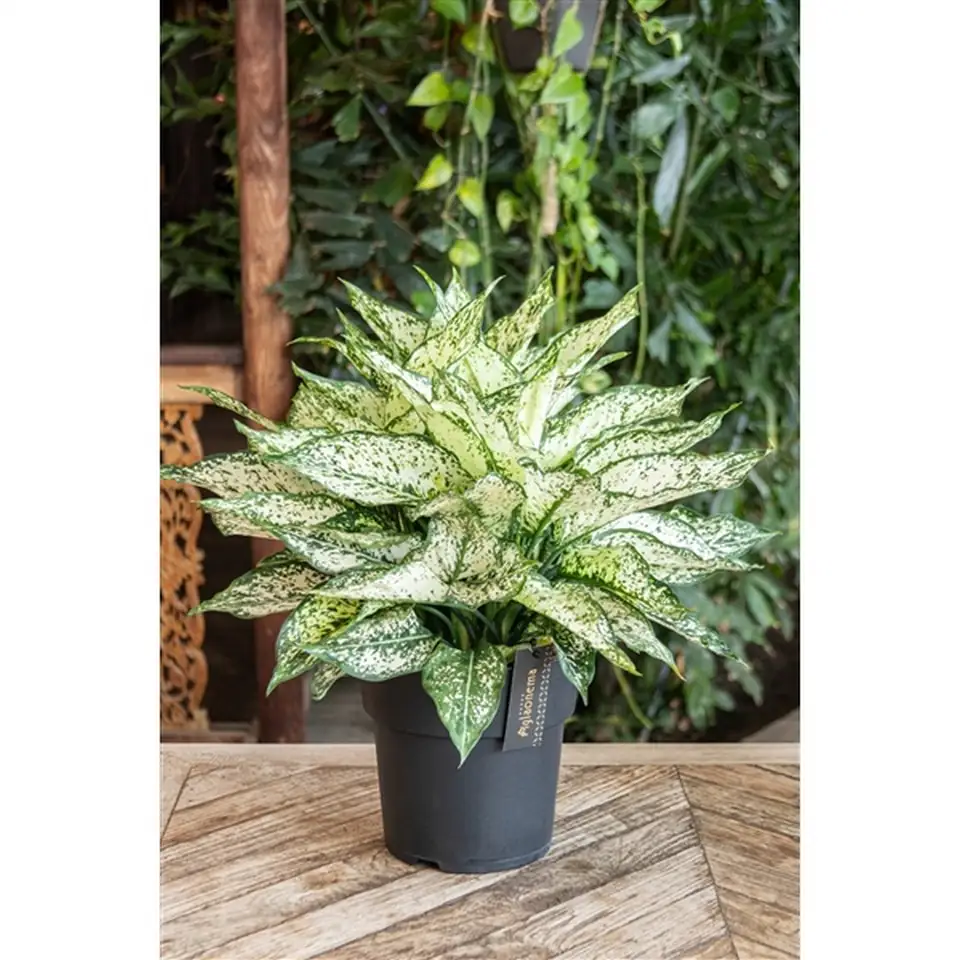 Аглонема D19 H40 - Aglaonema White Kiwi - Image 3