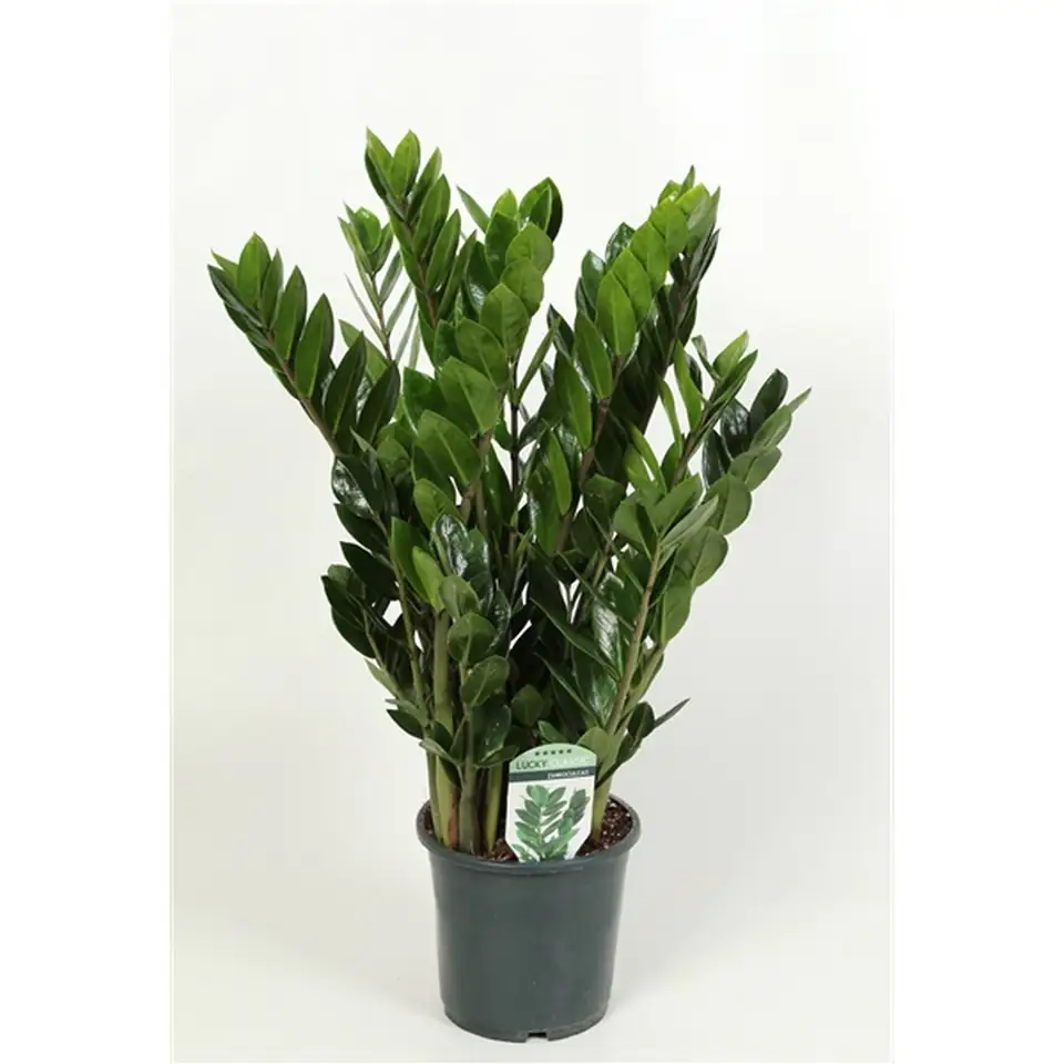 Замиокулкас D17 H70 - Zamioculcas Zamiifolia