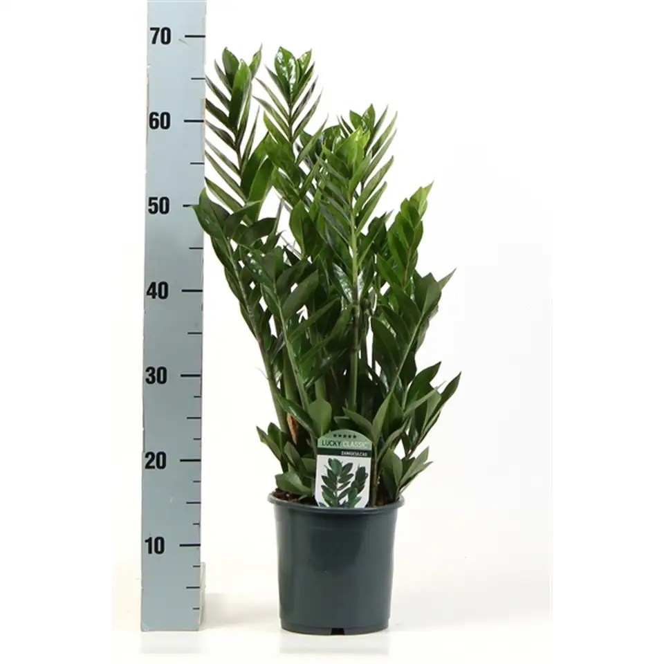 Замиокулкас D17 H70 - Zamioculcas Zamiifolia - Image 2