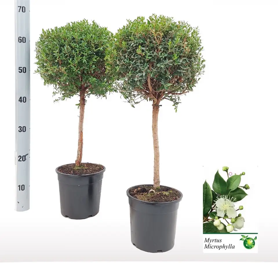 Мирта D17 H65 - Myrtus Communis on stem