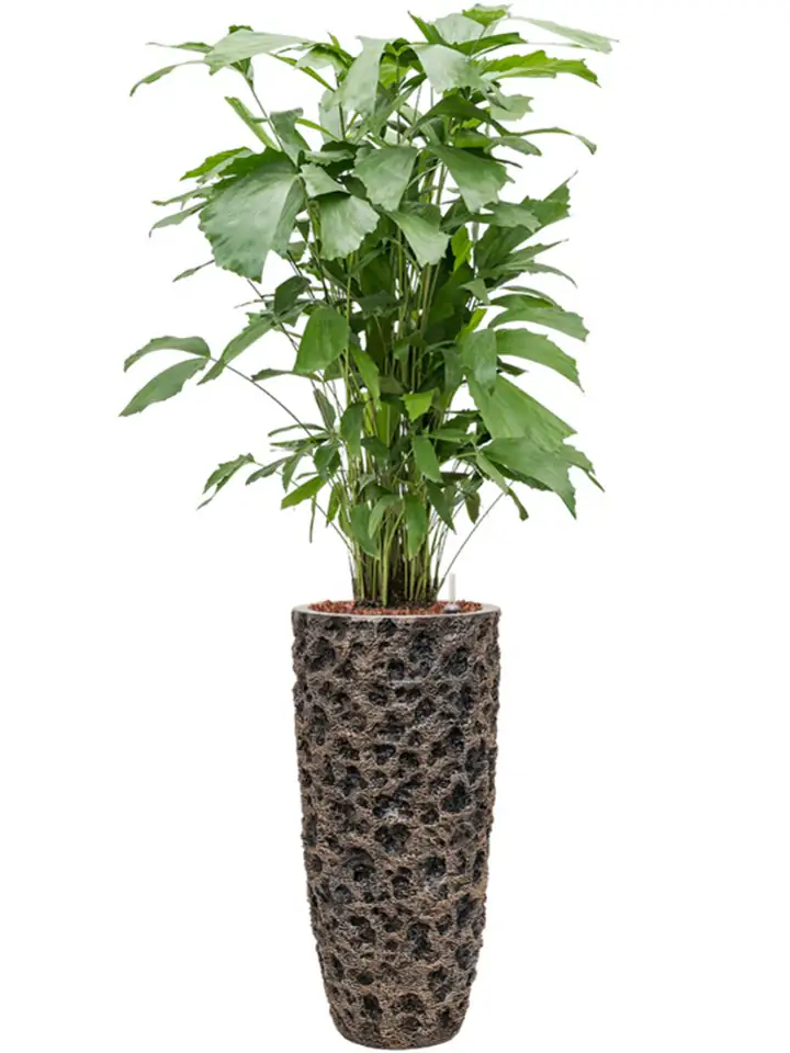 Luxe Lite D33 H70 - Universe Moon Partner - Image 2