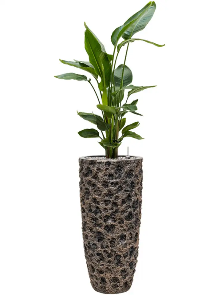 Luxe Lite D33 H70 - Universe Moon Partner - Image 3