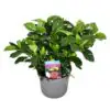 Гардениа D13 H24 - Gardenia Jasminoides - Image 2