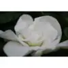 Гардениа D13 H24 - Gardenia Jasminoides - Image 3