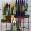 Сансевиера D9 H30 - Sansevieria Spaghetti Velvet - Image 2