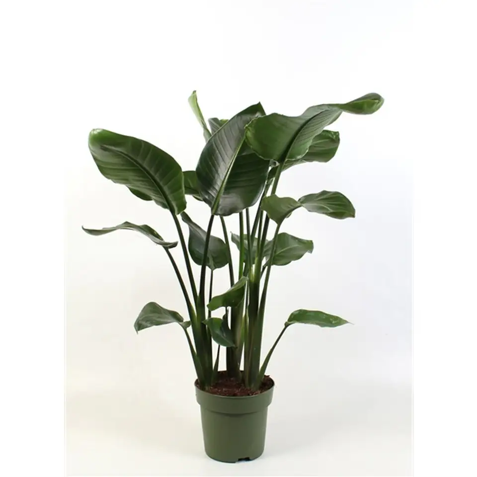 Стрелиция D21 H95 - Strelitzia Nicolai