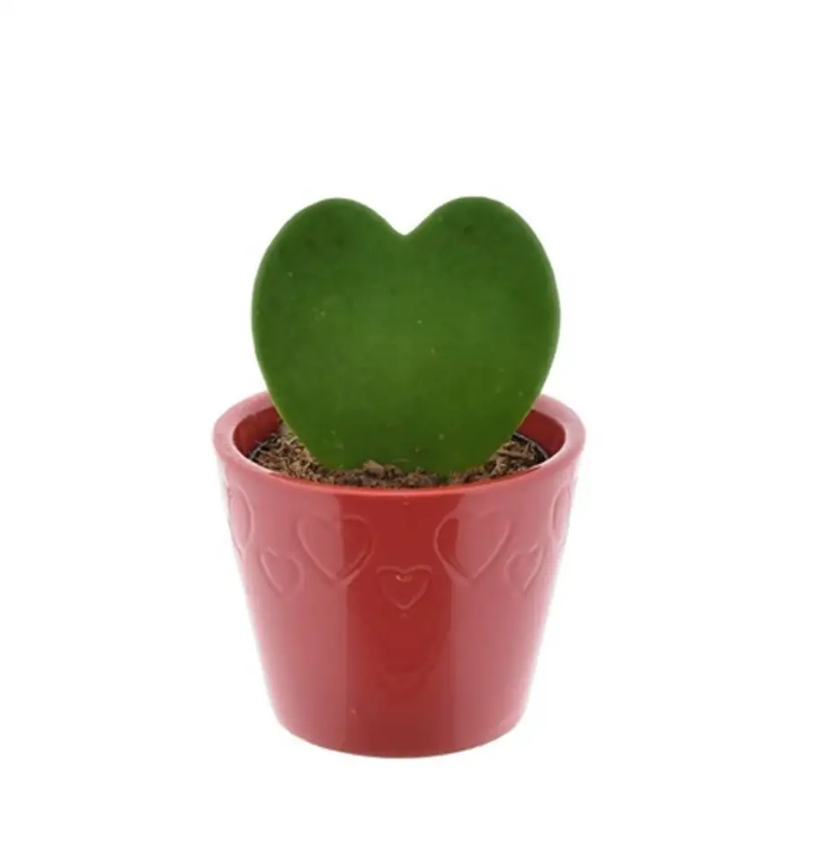 Хоя в червена кашпа D7 H13 - Hoya kerrii