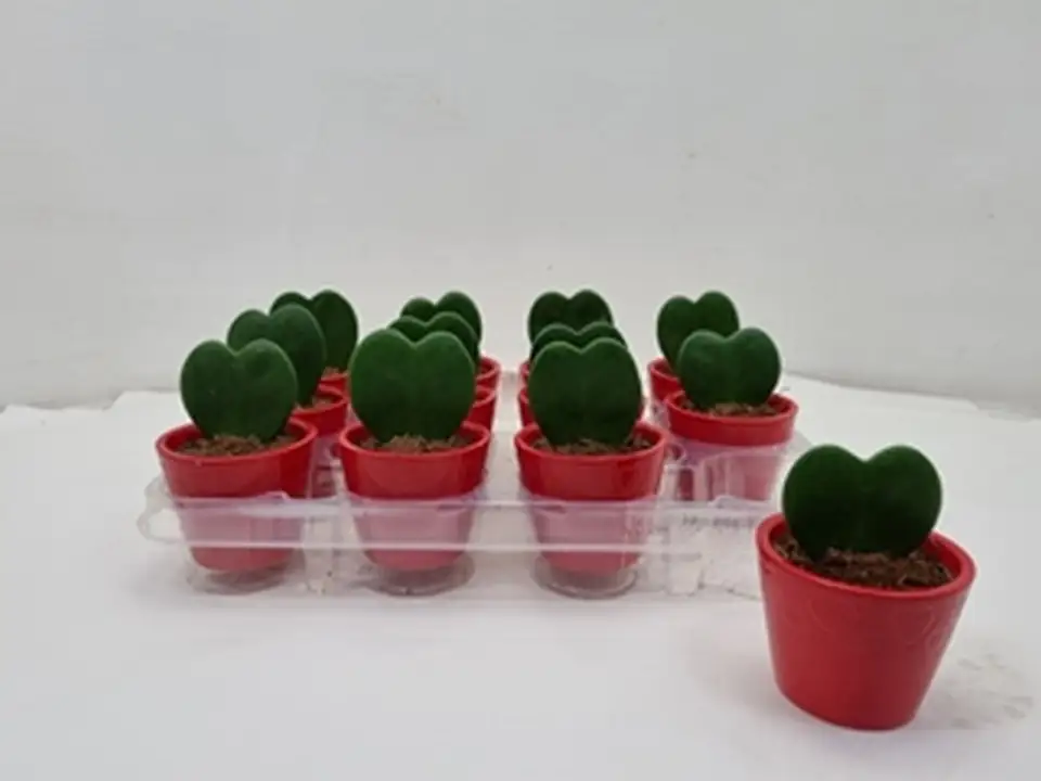 Хоя в червена кашпа D7 H13 - Hoya kerrii - Image 2