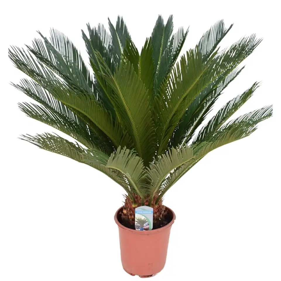 Цикас в керамична кашпа D20 H60 - Cycas Revoluta