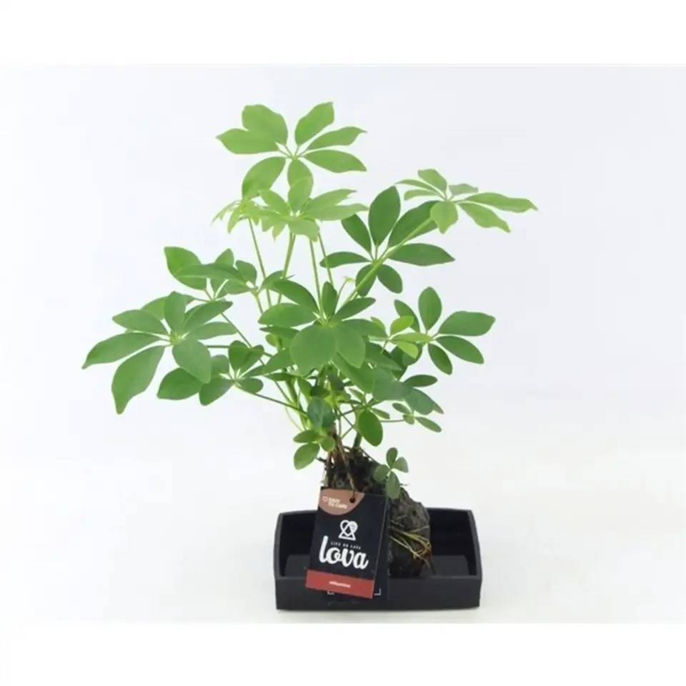 Шефлера върху камък D17 H40 - Schefflera