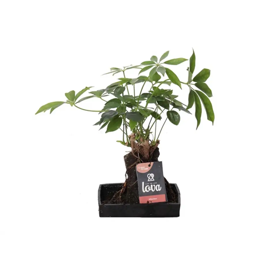 Шефлера върху камък D17 H40 - Schefflera - Image 2