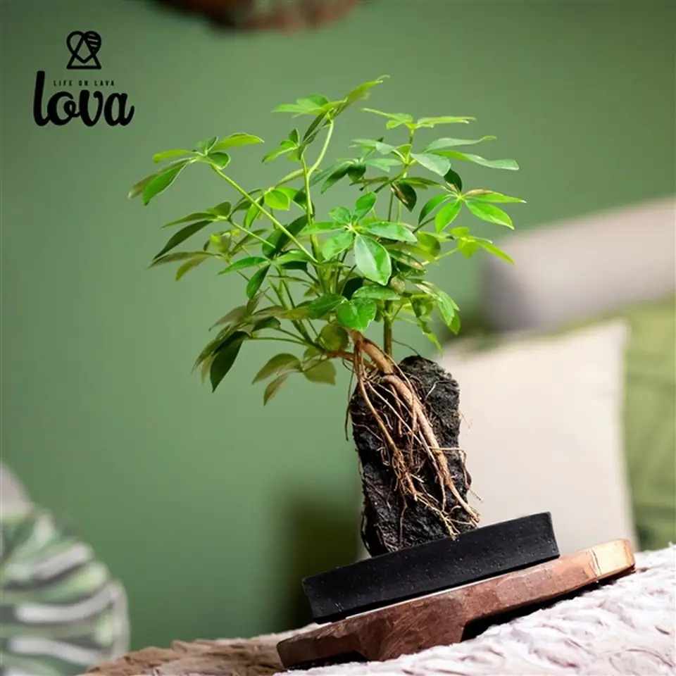 Шефлера върху камък D17 H40 - Schefflera - Image 3