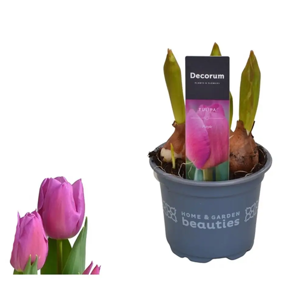 Лалета червени 5бр D10 H15 - Tulipa Double Red
